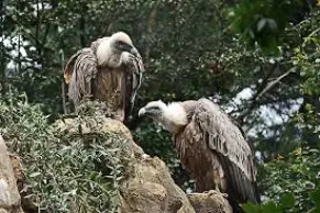 Flora & Fauna of Crete