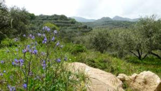 Flora and Fauna of Crete