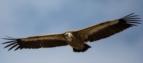 Griffon Vultures 2