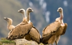Griffon Vultures 3