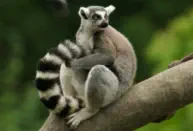 Lemur at Amazonas Zoo