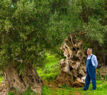 Old Olive Tree